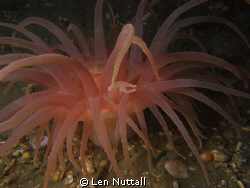 Brooding anemone.  DX-1G  YS-110A strobe.  F9-125 iso 100 by Len Nuttall 